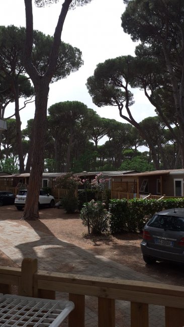 Parcheggio con case mobili tra pini.