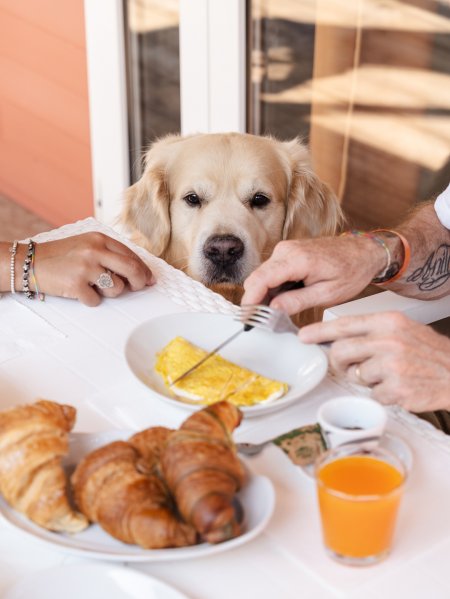 Cane a tavola con croissant, omelette e succo d'arancia.
