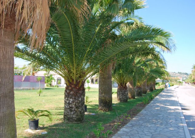 Palmeto lungo un marciapiede soleggiato.