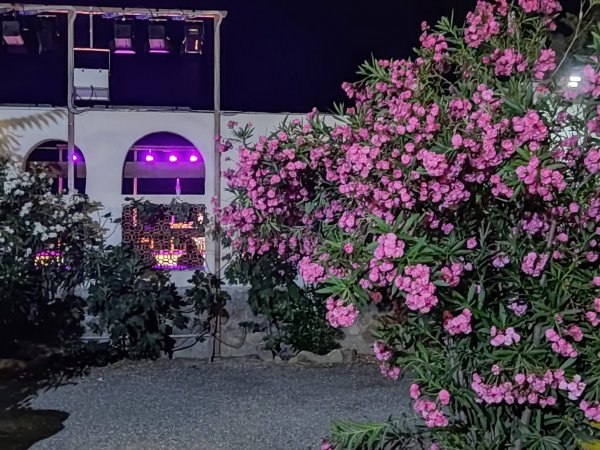 Fiori rosa davanti a un edificio illuminato di viola.