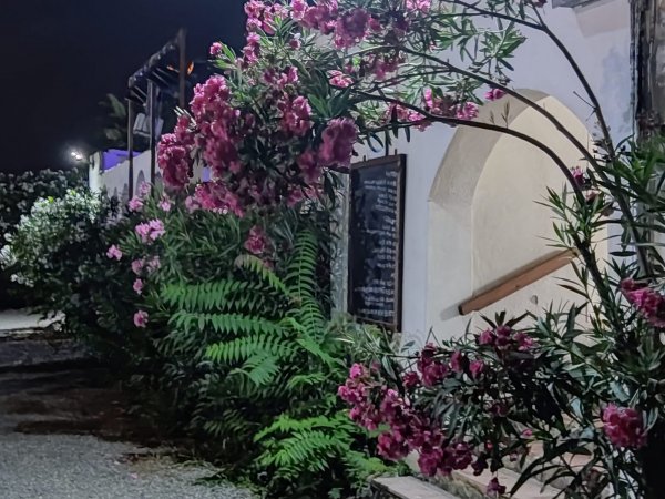 Archi bianchi con piante fiorite di notte.