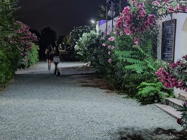 Viale con fiori rosa illuminato di notte.