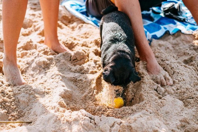 Un cane nero gioca con una palla gialla sulla sabbia tra le gambe di una persona.