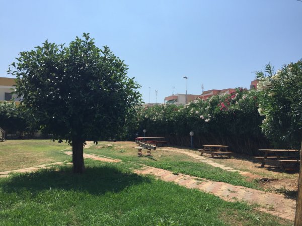Un parco con un grande albero, panche da picnic e cespugli fioriti.