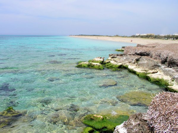 Scogliera con acque cristalline e alghe verdi sulla costa.