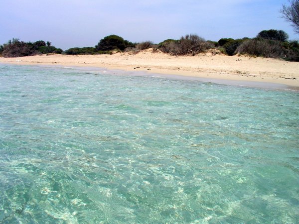 Acqua limpida e spiaggia con vegetazione bassa sullo sfondo.