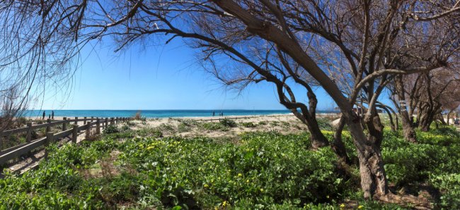 Vista del mare attraverso alberi e vegetazione.
