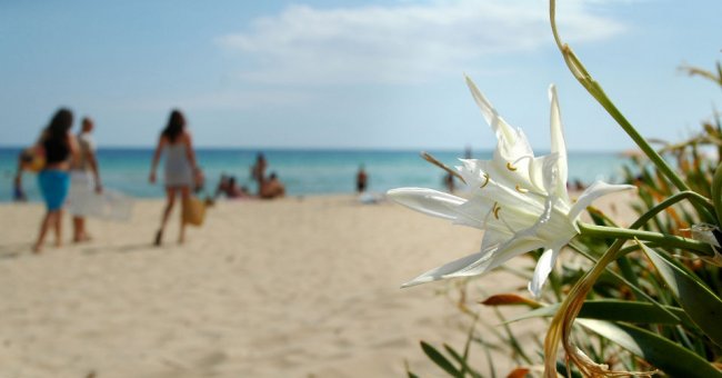 Un fiore bianco in primo piano con una spiaggia affollata sullo sfondo.