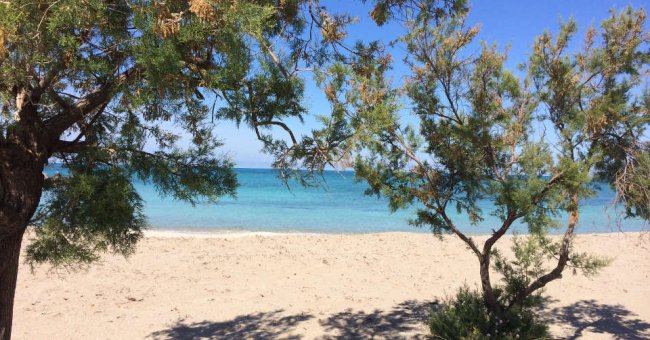 Spiaggia di sabbia bianca con mare blu, ombreggiata da alberi verdi.